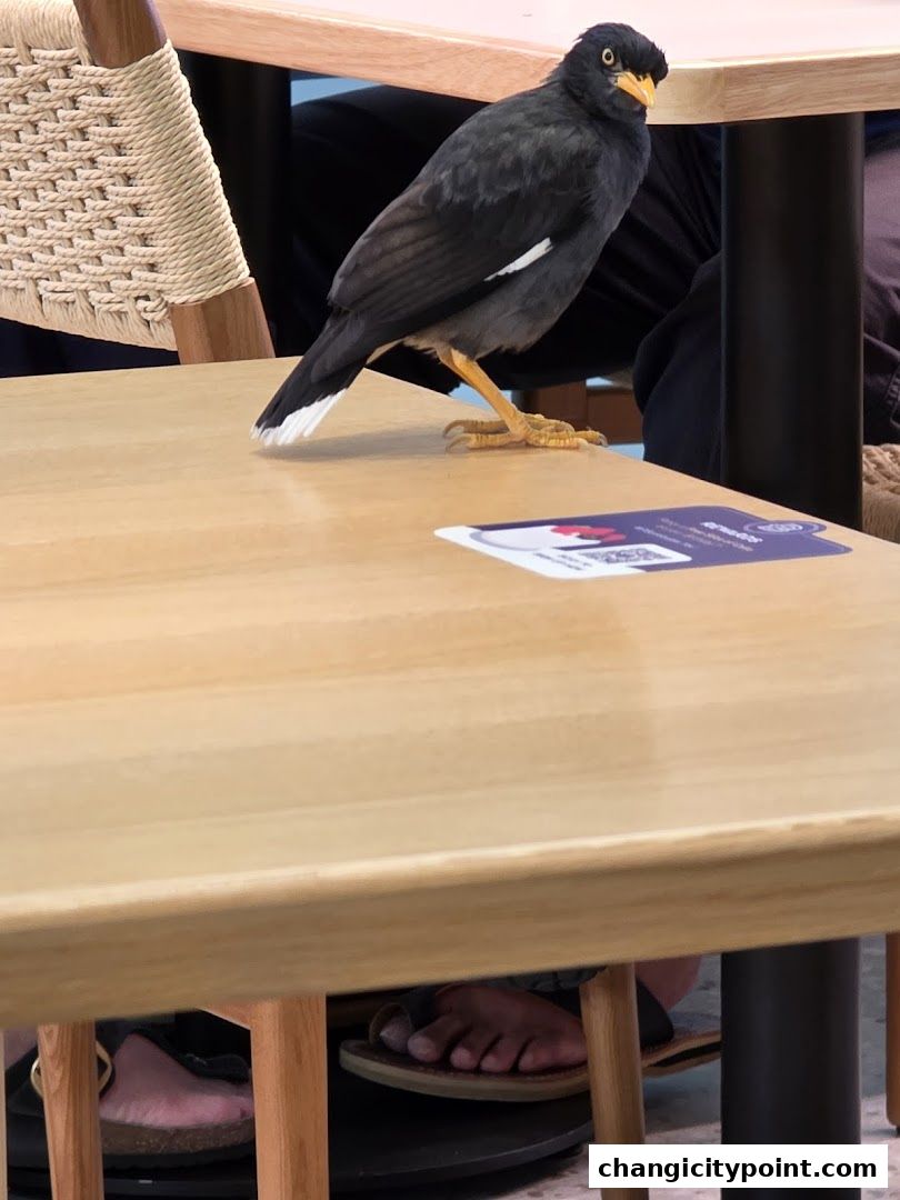 A bird is perched on a wooden table in a cafe setting.